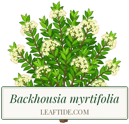 Backhousia myrtifolia