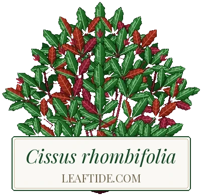 Cissus rhombifolia