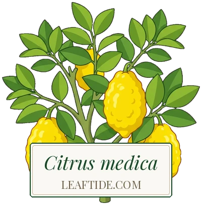 Citrus medica