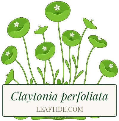 Claytonia perfoliata