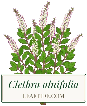 Clethra alnifolia