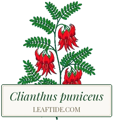 Clianthus puniceus