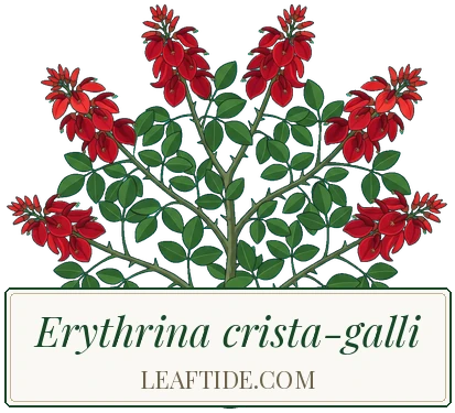 Erythrina crista-galli