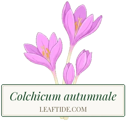Colchicum autumnale