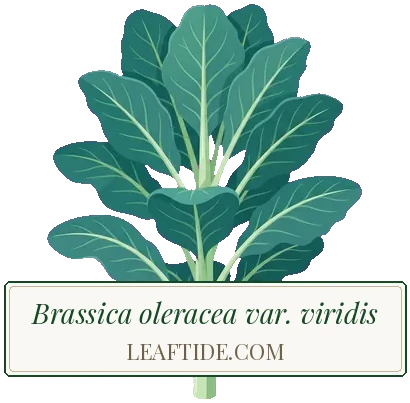 Brassica oleracea var. viridis