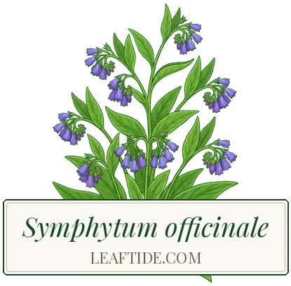 Symphytum officinale