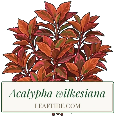 Acalypha wilkesiana