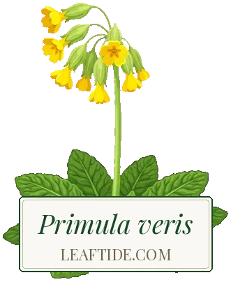 Primula veris