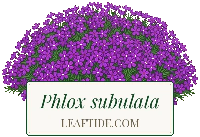 Phlox subulata