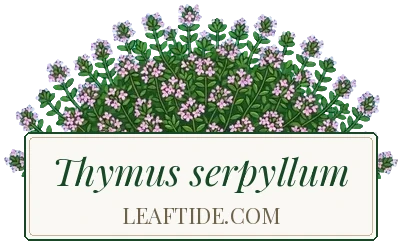 Thymus serpyllum