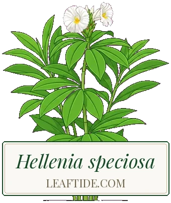 Hellenia speciosa