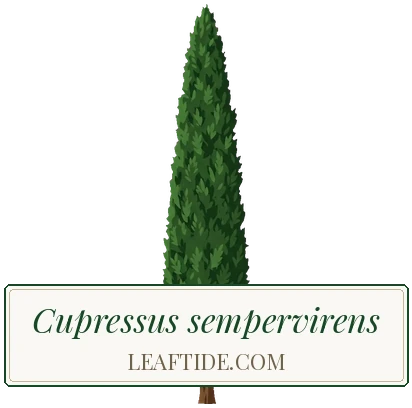 Cupressus sempervirens