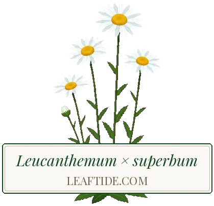 Leucanthemum × superbum
