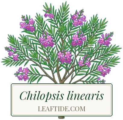 Chilopsis linearis