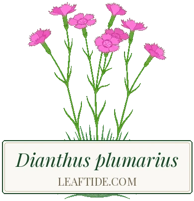 Dianthus plumarius