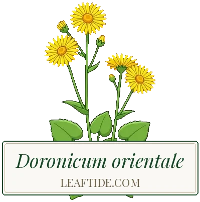 Doronicum orientale