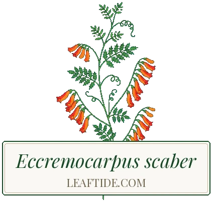 Eccremocarpus scaber