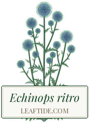 Echinops ritro