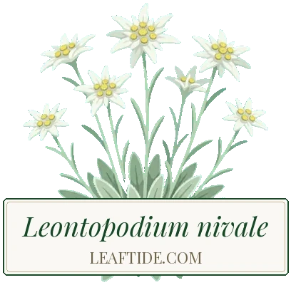 Leontopodium nivale
