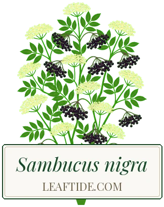 Sambucus nigra