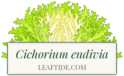 Cichorium endivia