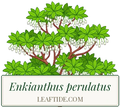 Enkianthus perulatus