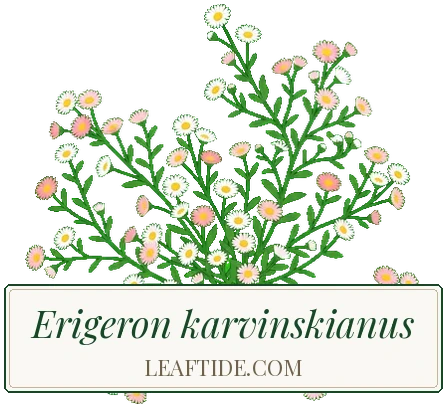Erigeron karvinskianus