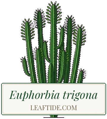 Euphorbia trigona