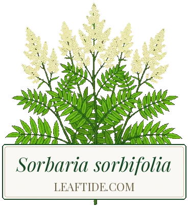 Sorbaria sorbifolia