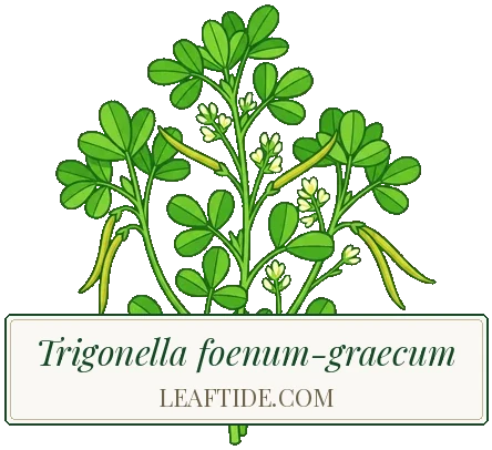Trigonella foenum-graecum