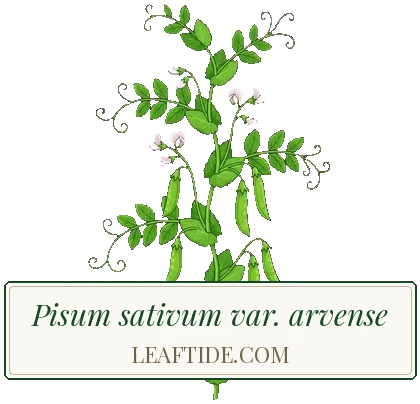 Pisum sativum var. arvense