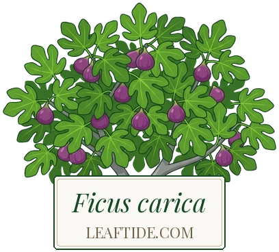 Ficus carica