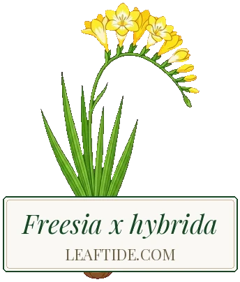 Freesia x hybrida