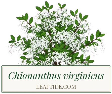 Chionanthus virginicus