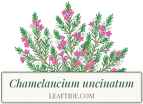 Chamelaucium uncinatum