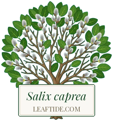 Salix caprea