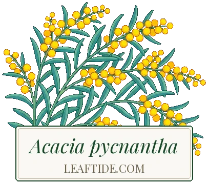 Acacia pycnantha