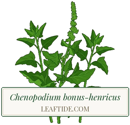 Chenopodium bonus-henricus
