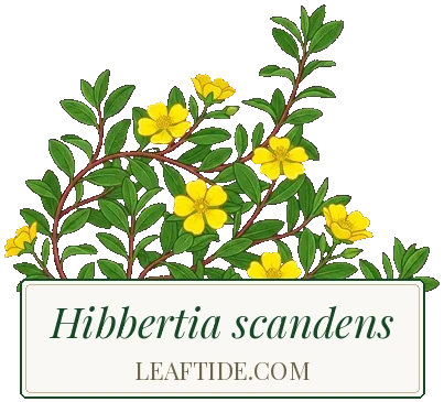 Hibbertia scandens