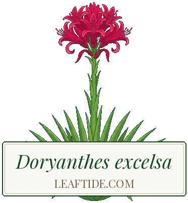 Doryanthes excelsa
