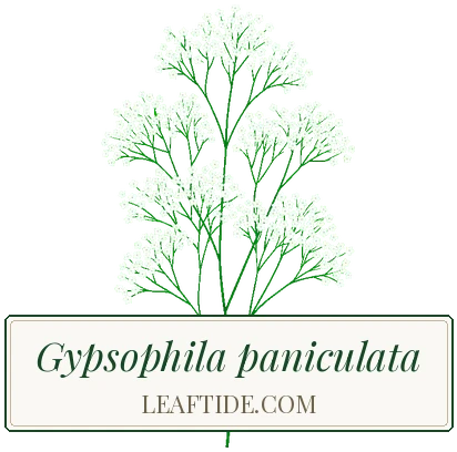 Gypsophila paniculata