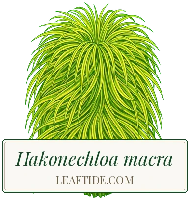 Hakonechloa macra