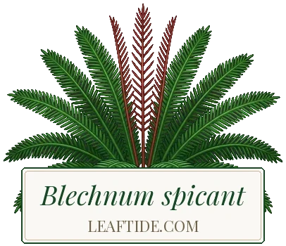 Blechnum spicant