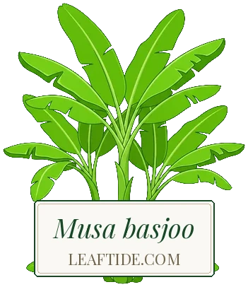 Musa basjoo