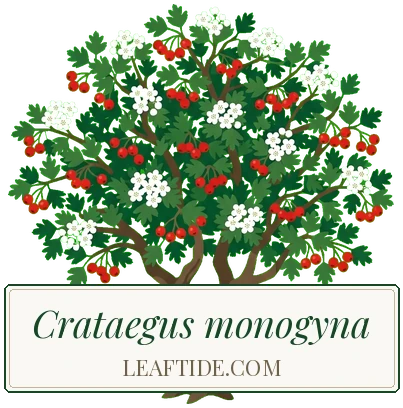 Crataegus monogyna