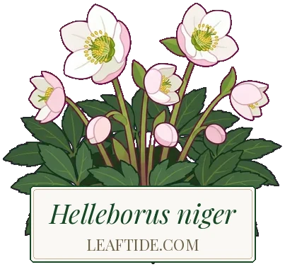 Helleborus niger