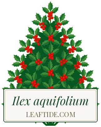 Ilex aquifolium