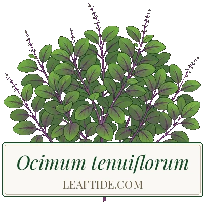 Ocimum tenuiflorum