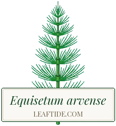 Equisetum arvense