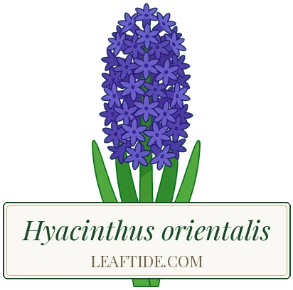 Hyacinthus orientalis
